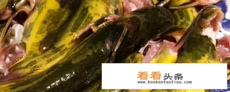 黄骨鱼吃什么