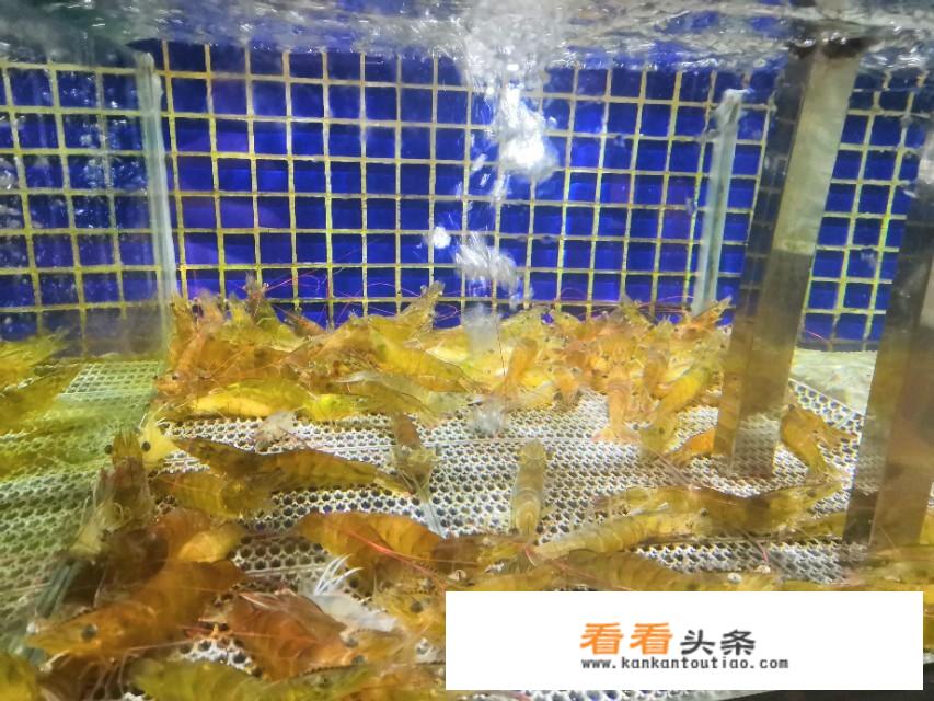 有什么美食APP可以推荐