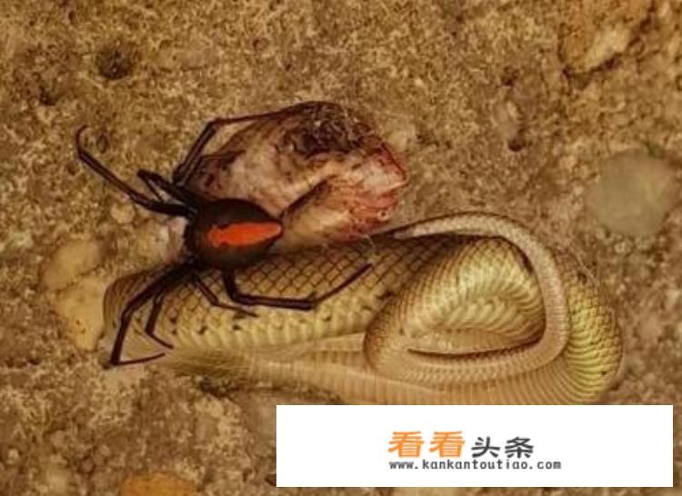 大自然有一种毒蜘蛛总是咬死自己的配偶，所以叫黑寡妇，这是为什么呀