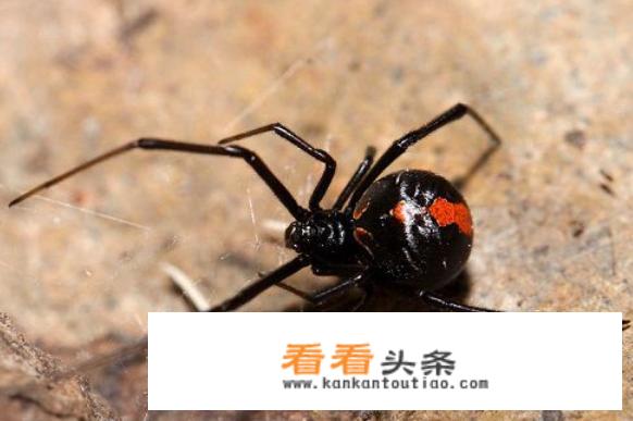 大自然有一种毒蜘蛛总是咬死自己的配偶，所以叫黑寡妇，这是为什么呀
