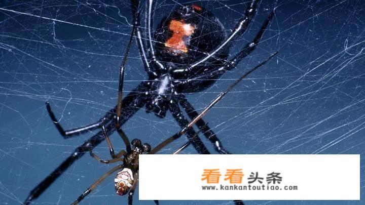 大自然有一种毒蜘蛛总是咬死自己的配偶，所以叫黑寡妇，这是为什么呀