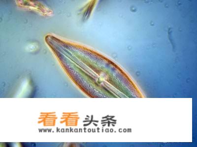 今天看了个刑侦破案的真实记录视频里面的法医对死者进行硅藻实验，请问什么是硅藻实