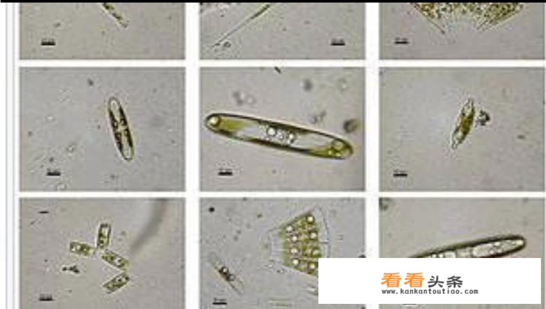 今天看了个刑侦破案的真实记录视频里面的法医对死者进行硅藻实验，请问什么是硅藻实