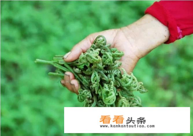 4月地里可以挖什么野菜