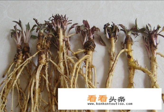 4月地里可以挖什么野菜