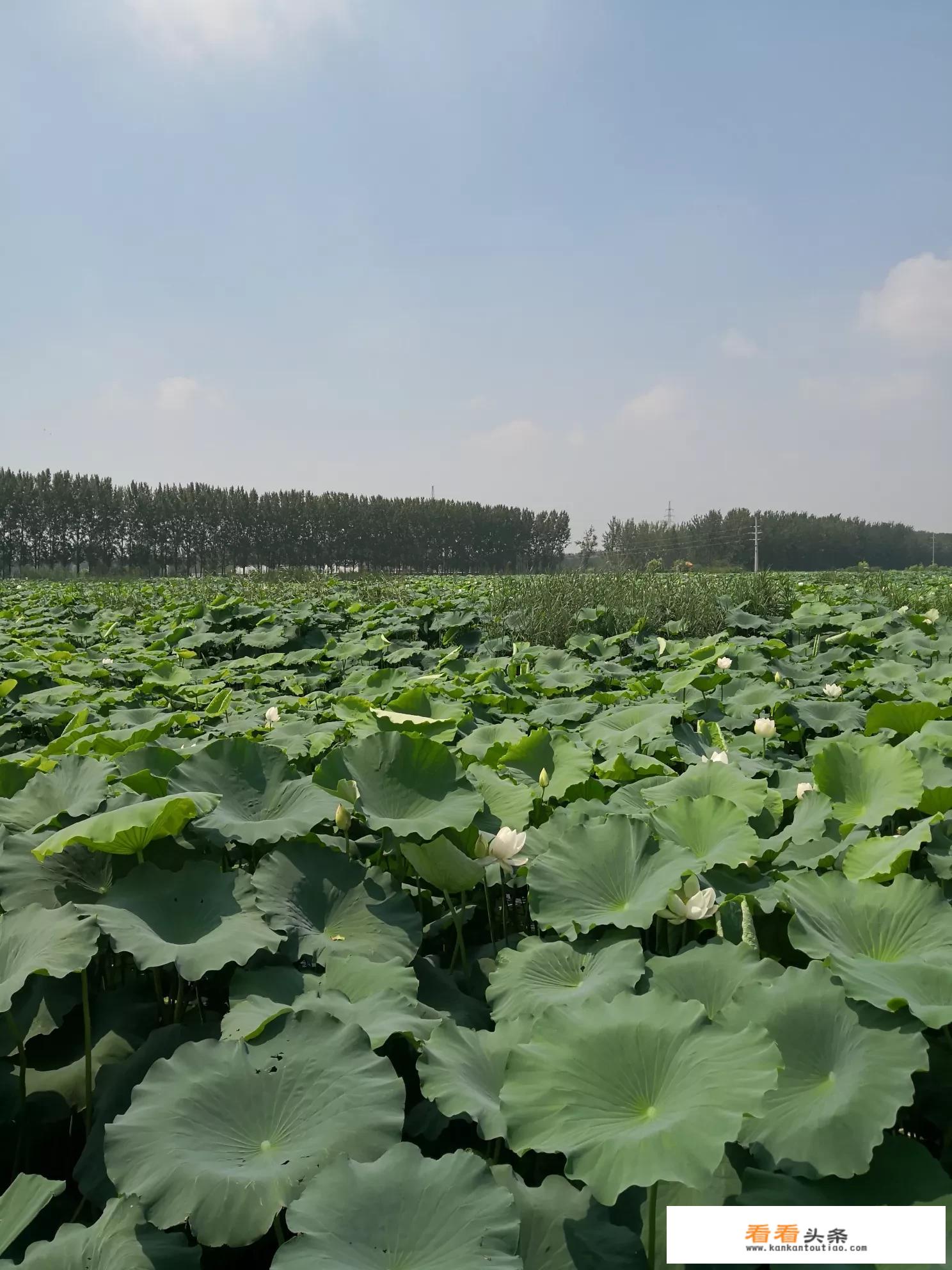 你认为哪个新闻平台发布的新闻最快