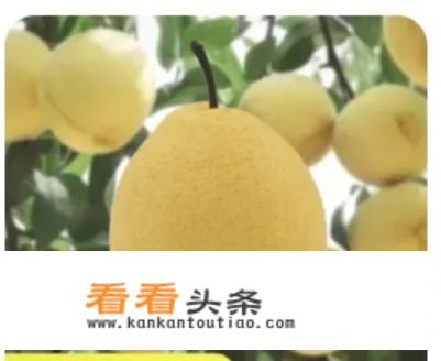 感染新冠后出现较为剧烈的咳嗽，缓解咳嗽哪些药物或者方子可用