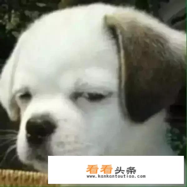 雷军忍了五年，为何此时要怒怼华为荣耀