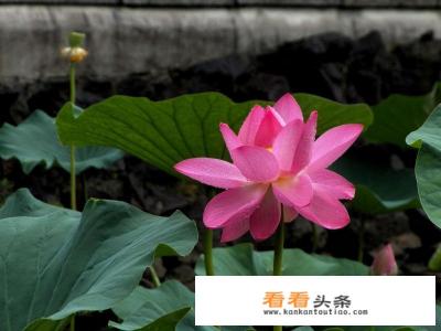 口腔溃疡有什么治疗的好 *** 吗