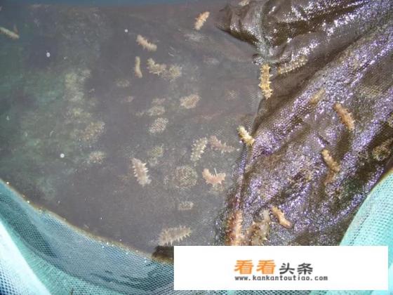 海参一斤大约多少个