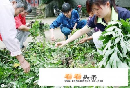 农村有些老人爱用艾叶 *** 枕头，艾叶枕头有啥好处呢