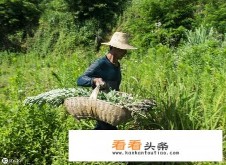 农村有些老人爱用艾叶 *** 枕头，艾叶枕头有啥好处呢