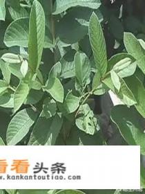 天天喝番石榴叶子泡水有什么好处