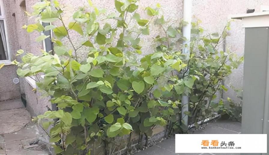 警惕英国房价杀手日本虎杖,日本虎杖是什么