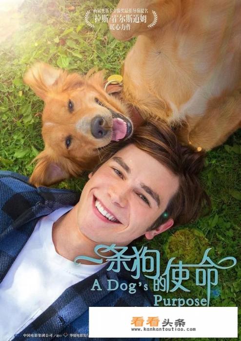 与狗相关的电影有哪些