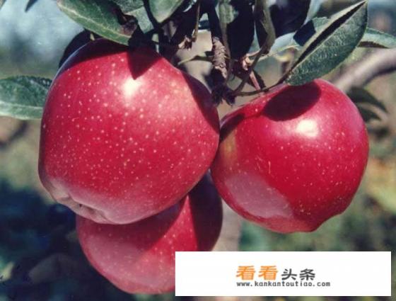 苹果种类有哪些