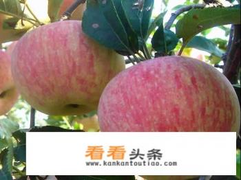 苹果种类有哪些