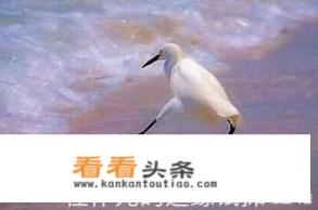 厕所牌游戏规则