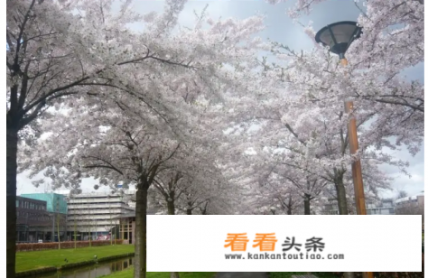 怎么跟团去旅游