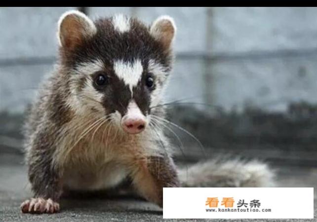 果子狸图片是几级保护动物