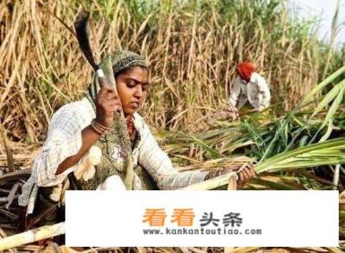 你怎么看待印度马哈拉施特拉邦地区有一半以上女性被迫切除子宫这种行为