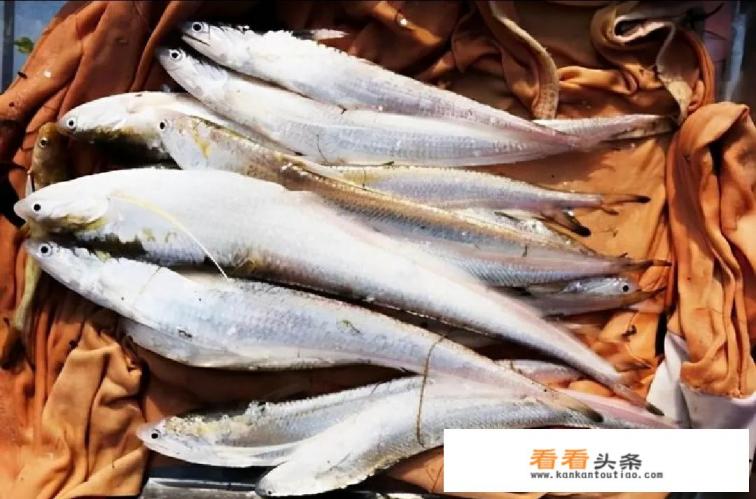 价格近万元一斤的长江刀鱼，为何没有人工养殖