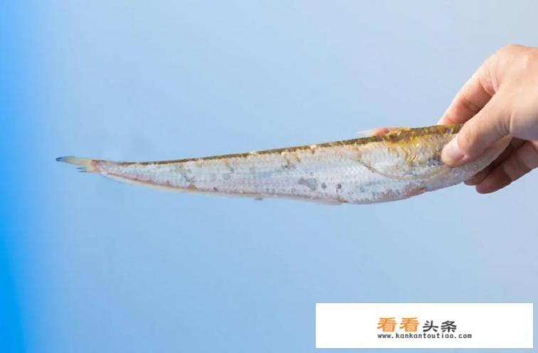价格近万元一斤的长江刀鱼，为何没有人工养殖