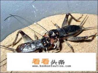 大家好，为什么有的人越穷越堕落