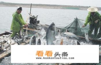 有人说白鲢不好吃，可为什么还有那么多人去养它呢