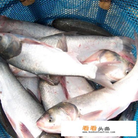 有人说白鲢不好吃，可为什么还有那么多人去养它呢
