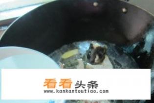 柴鱼汤的做法