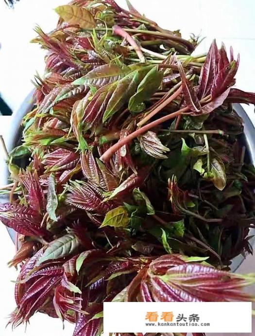 香椿芽炒鸡蛋怎么做