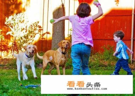 我们日常可以跟狗狗玩什么游戏增进之间的感情呢