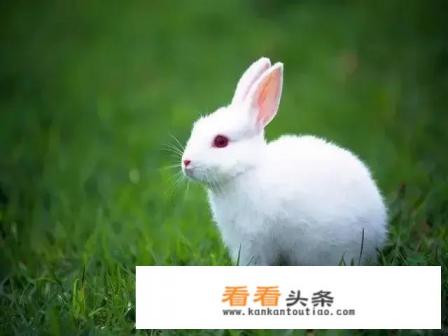 投毒牛蛙致全部死亡，会受到怎样的处罚