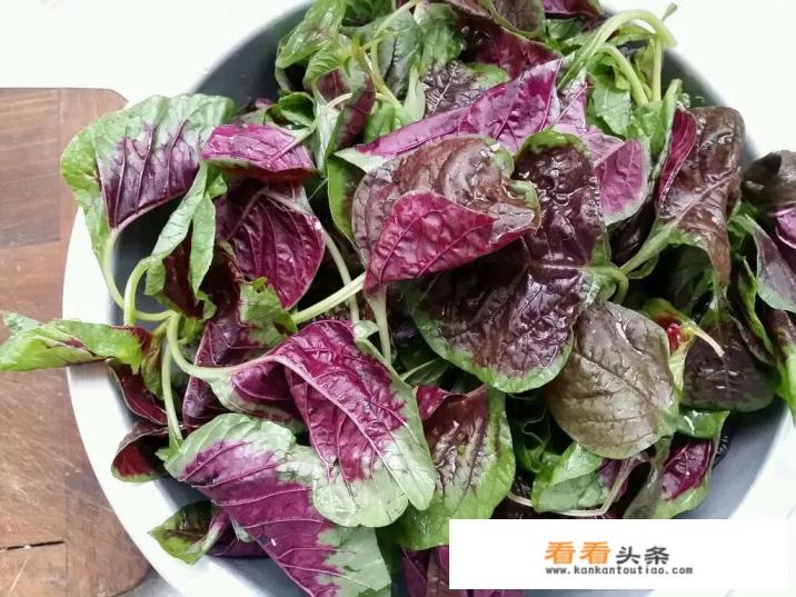 红菜超市卖的很贵。它有什么营养价值？该如何种植呢
