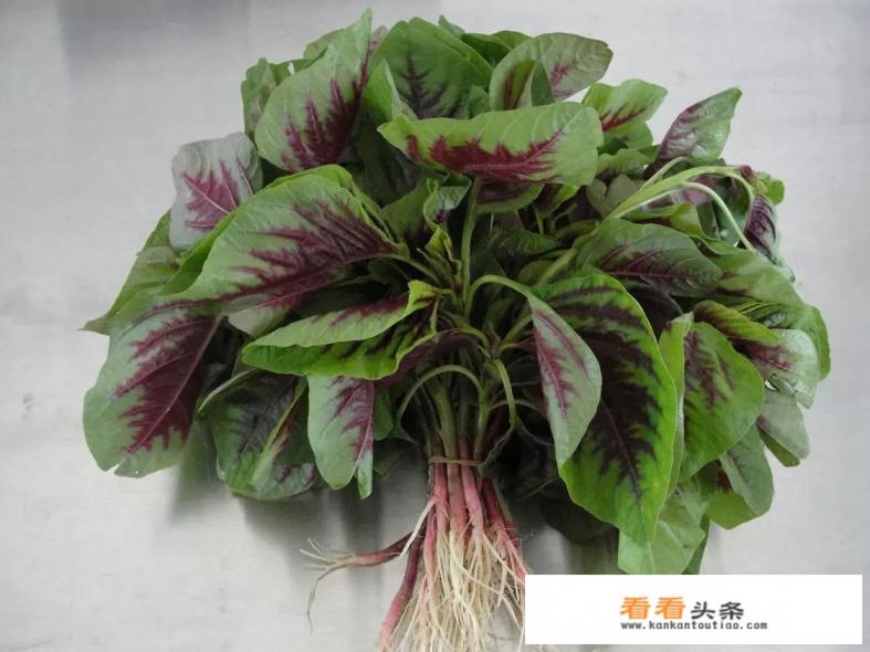红菜超市卖的很贵。它有什么营养价值？该如何种植呢