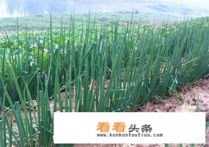 大葱的功效与作用及禁忌分别是什么