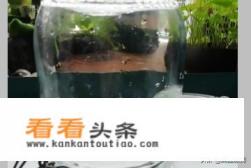 杏子酒的做法