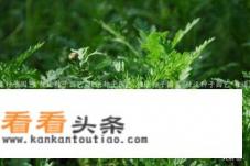 茼蒿种植时间和 *** 是什么