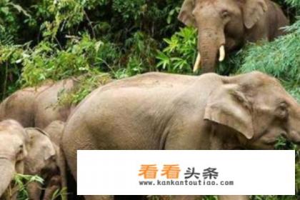 西双版纳必去的5大旅游景区