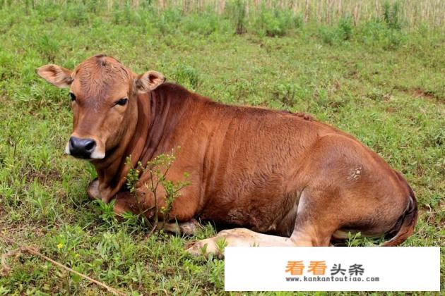 牛肚胀是什么原因引起的，怎么治疗