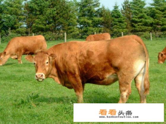 牛肚胀是什么原因引起的，怎么治疗
