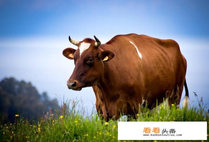 牛肚胀是什么原因引起的，怎么治疗