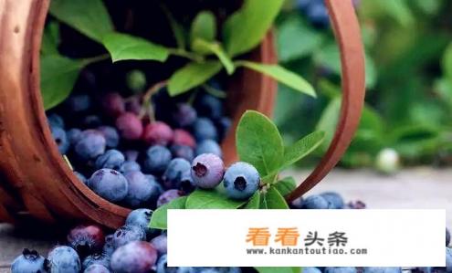 盆栽的蓝莓什么时候开花？花前应该做好什么准备