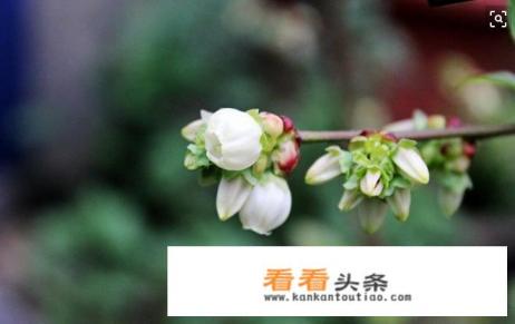 盆栽的蓝莓什么时候开花？花前应该做好什么准备