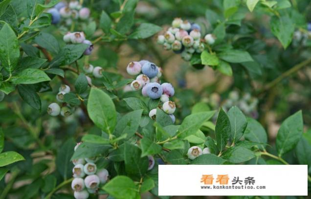 盆栽的蓝莓什么时候开花？花前应该做好什么准备