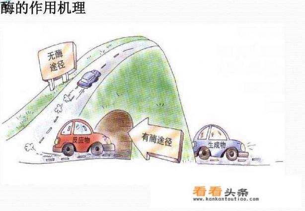 服用水果酵素对人身体有哪些危害