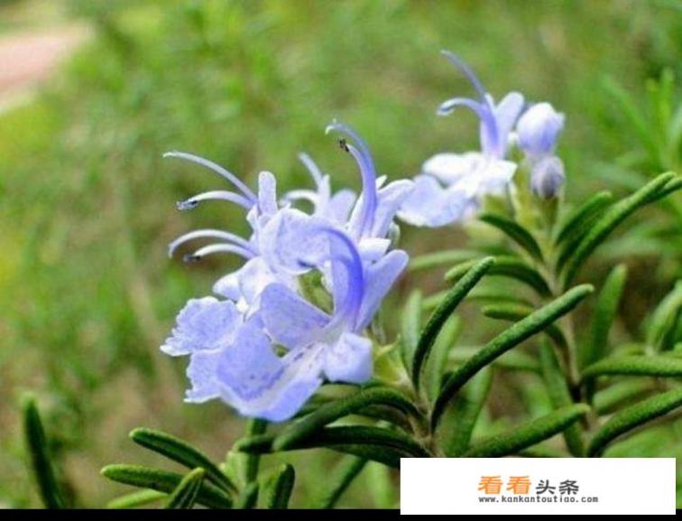 迷迭香哪个品种好