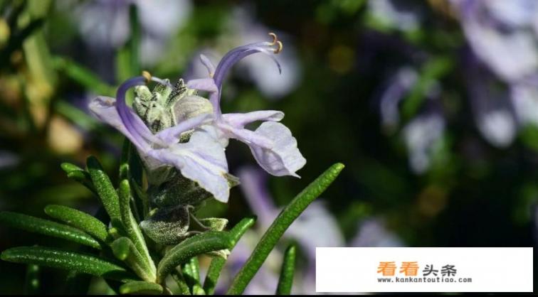 迷迭香哪个品种好