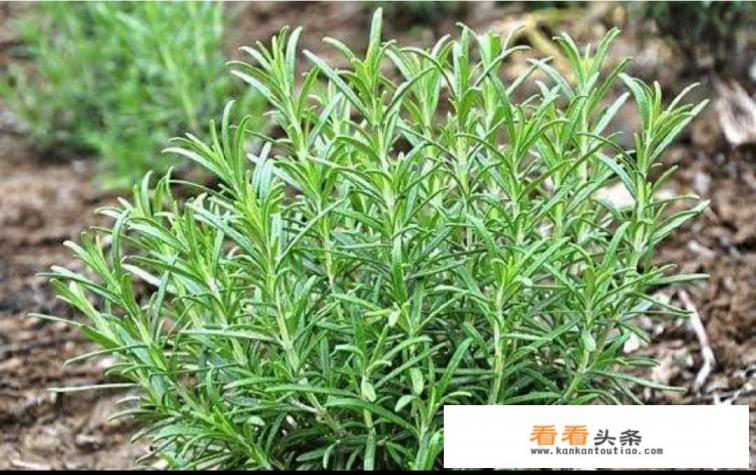迷迭香哪个品种好